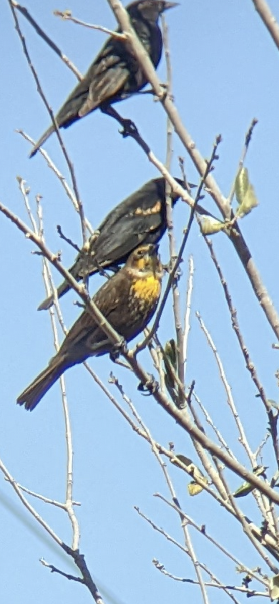 Yellow-headed Blackbird - ML425912491
