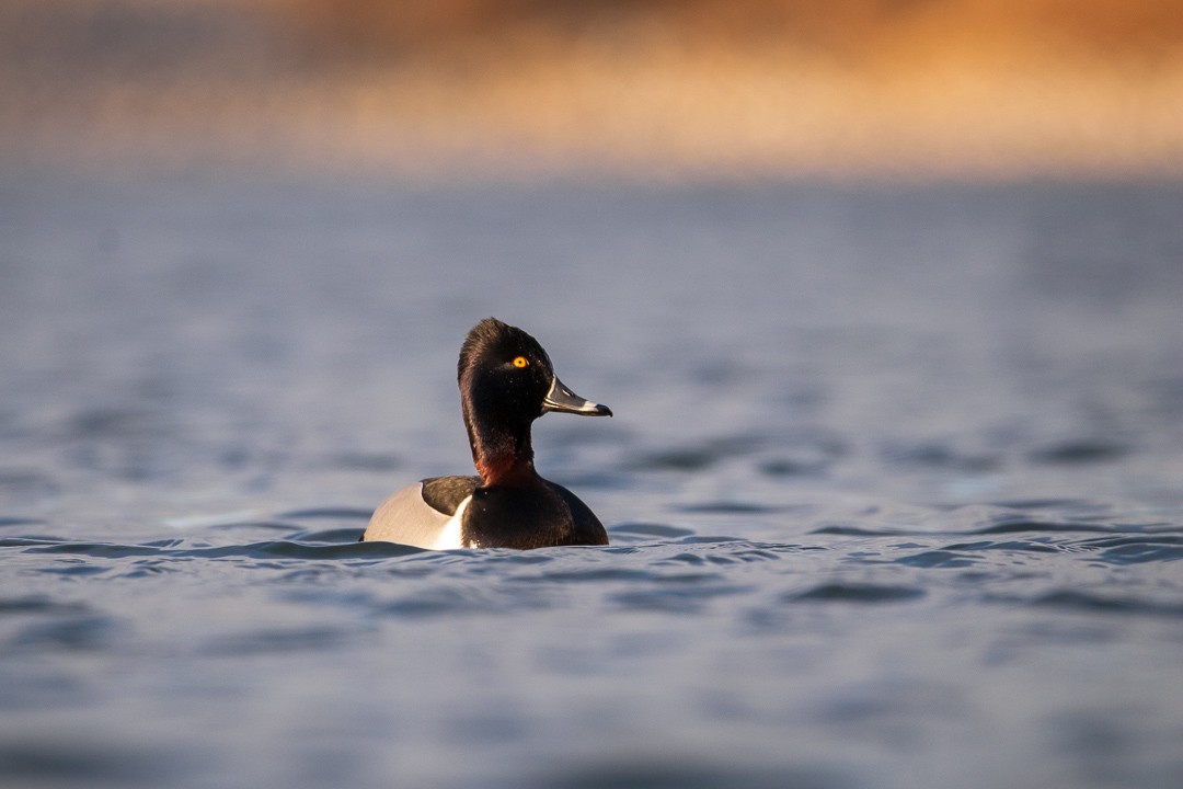 Ring-necked Duck - ML425912921