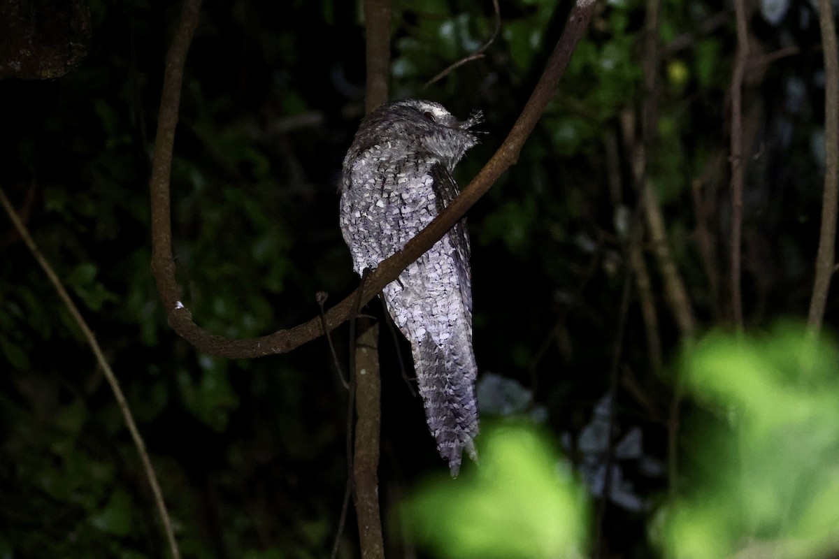 Marbled Frogmouth (Plumed) - ML425913021