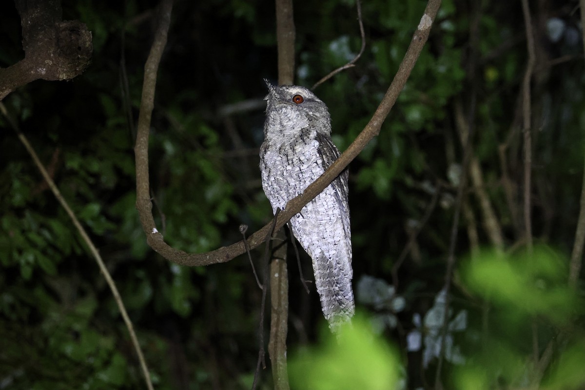 Marbled Frogmouth (Plumed) - jannette and peter manins