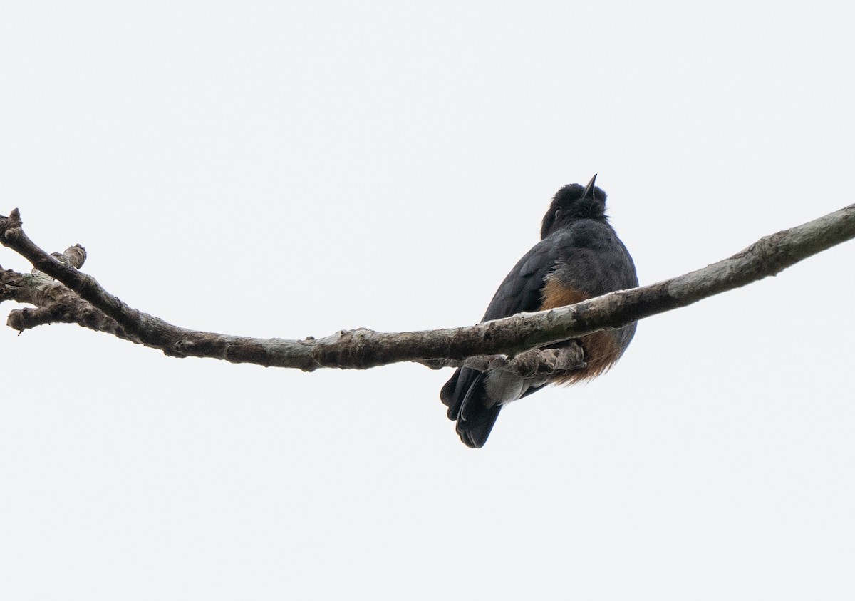 Swallow-winged Puffbird - ML425915181