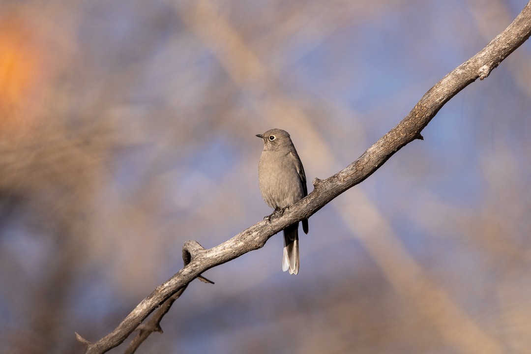 Townsend's Solitaire - ML425915811