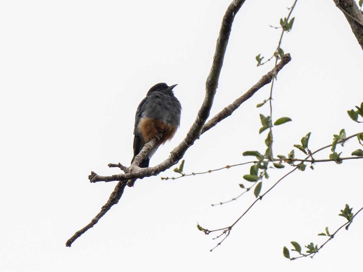 Swallow-winged Puffbird - ML425916451