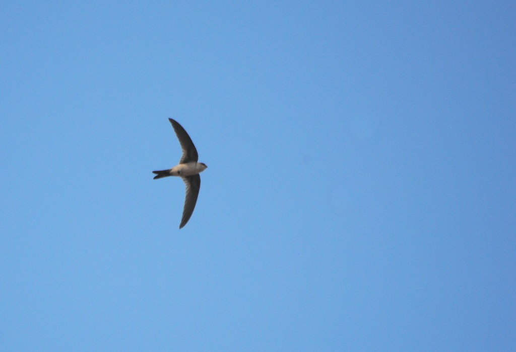 Andean Swift - ML425916511