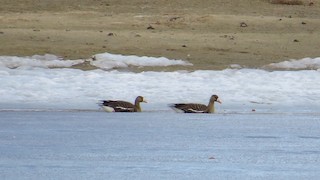 Greater White-fronted Goose, ML425921221