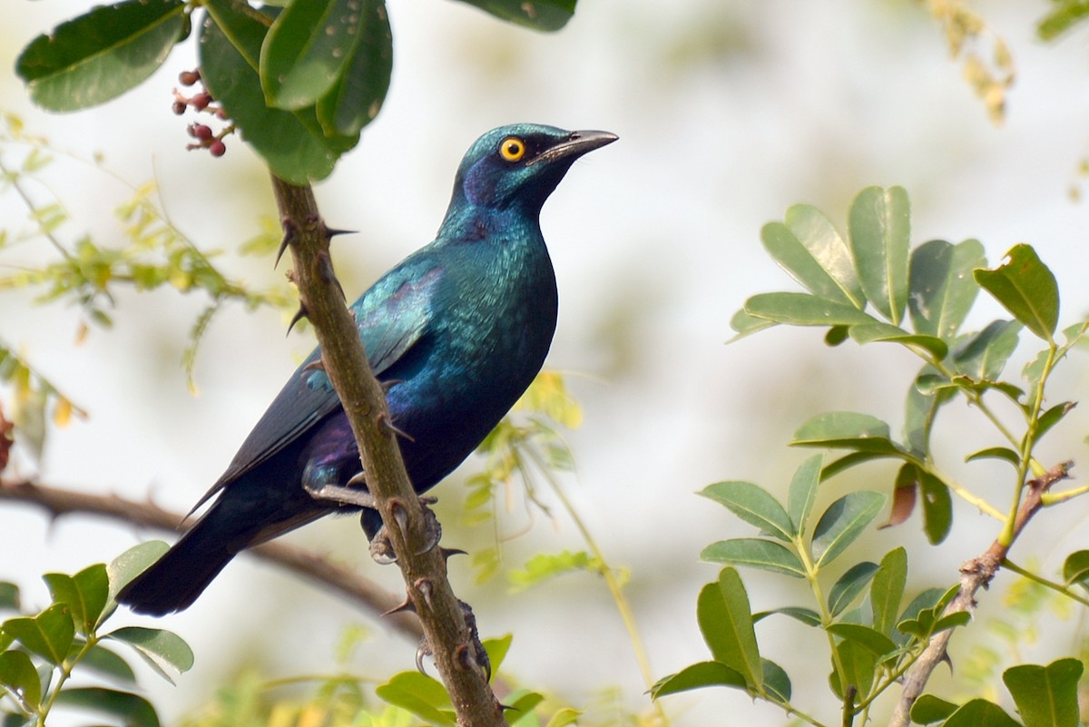 Greater Blue-eared Starling - ML42592241