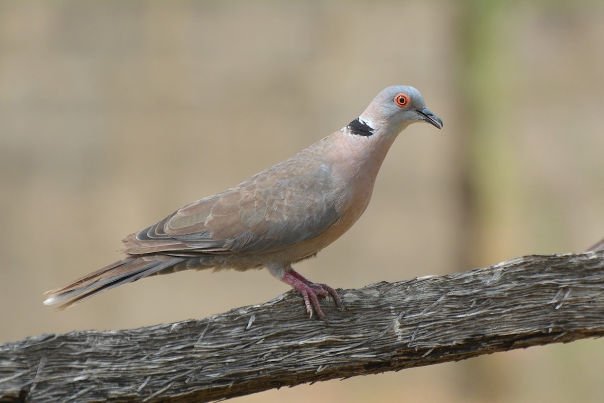 Mourning Collared-Dove - ML42592281