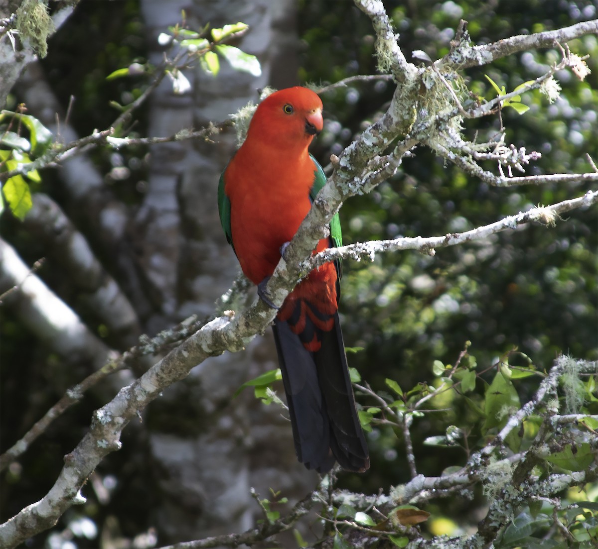 Australian King-Parrot - ML425925911