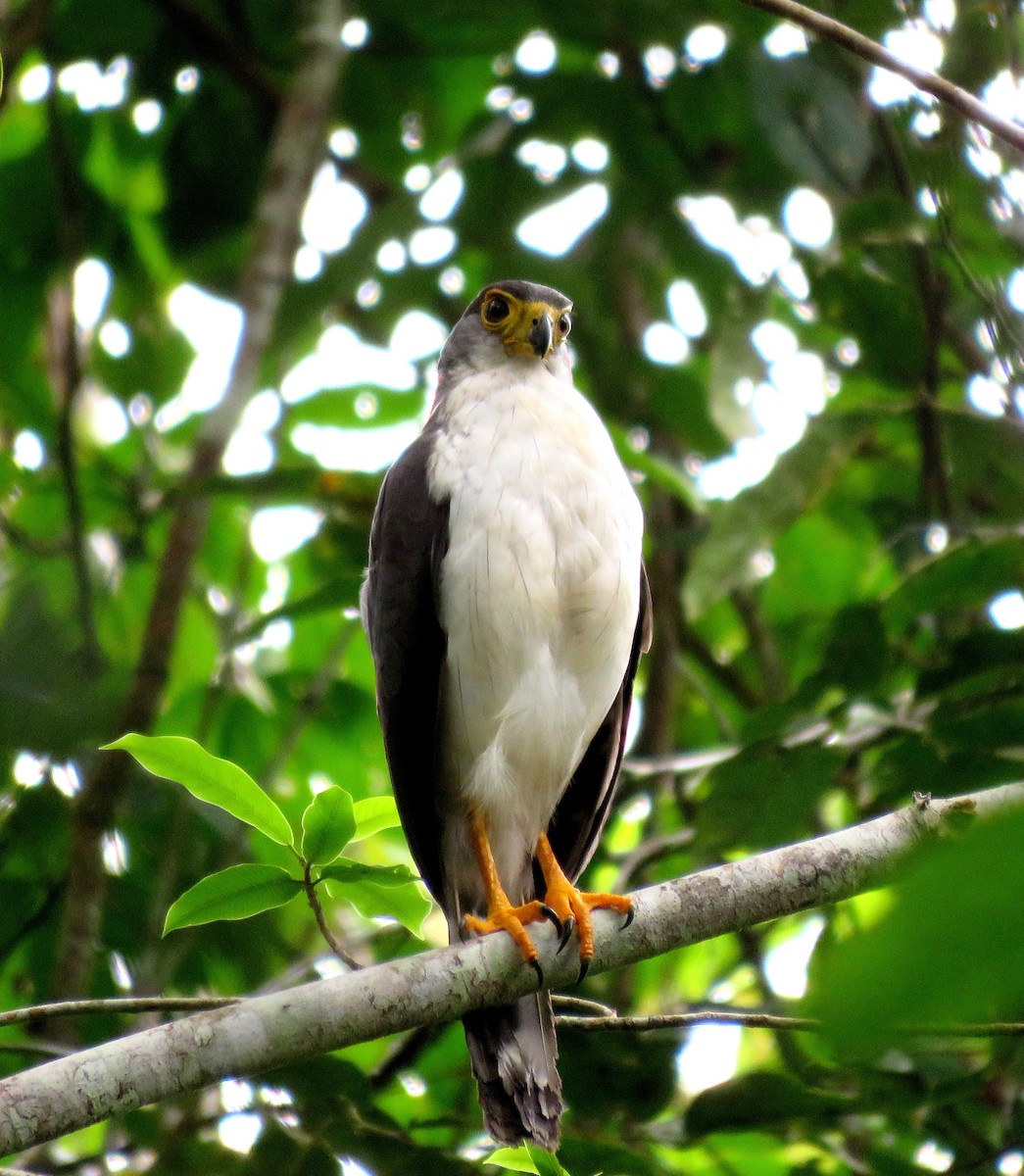 Slaty-backed Forest-Falcon - Fernando Angulo - CORBIDI