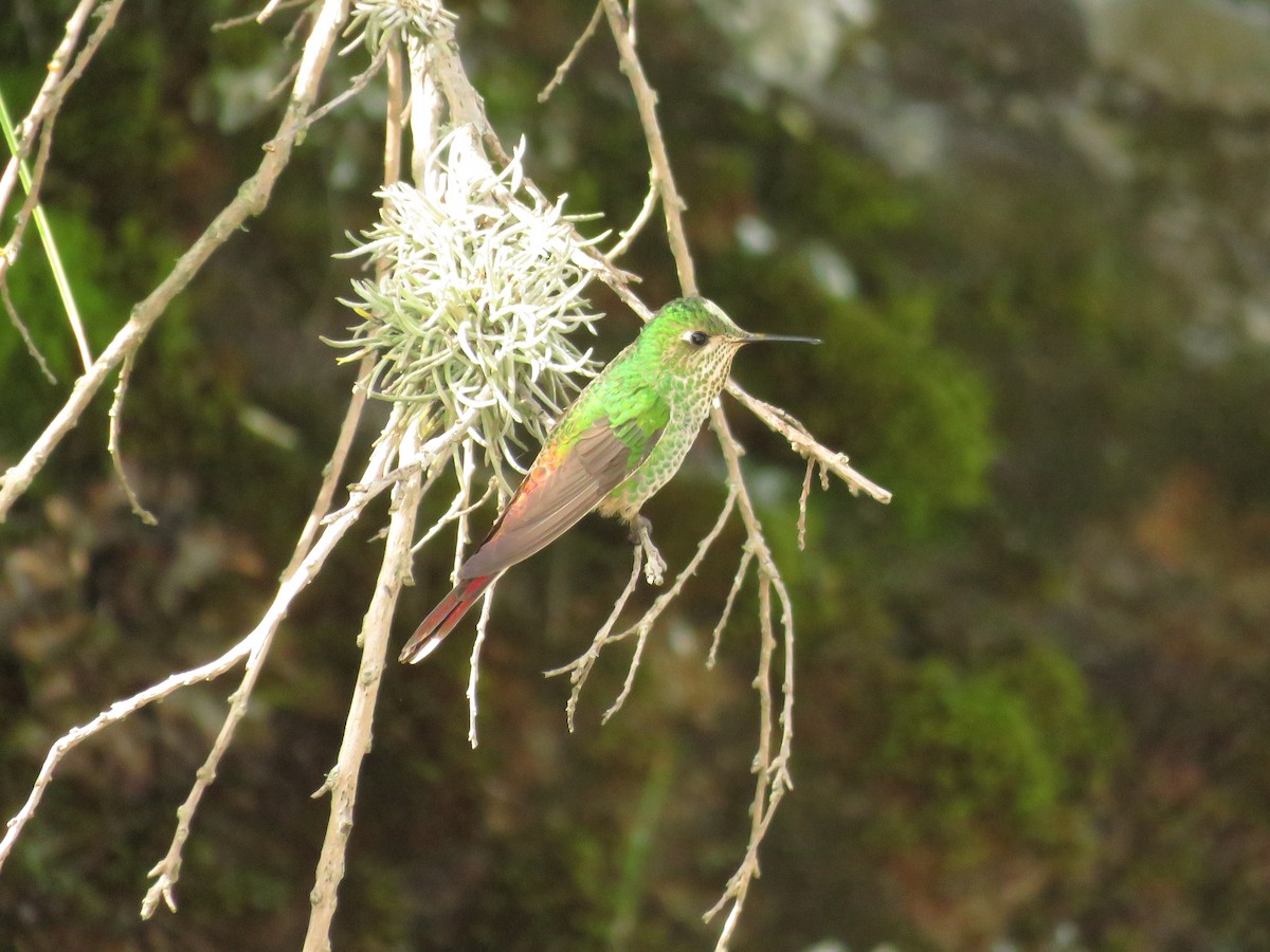 Red-tailed Comet - ML42592881