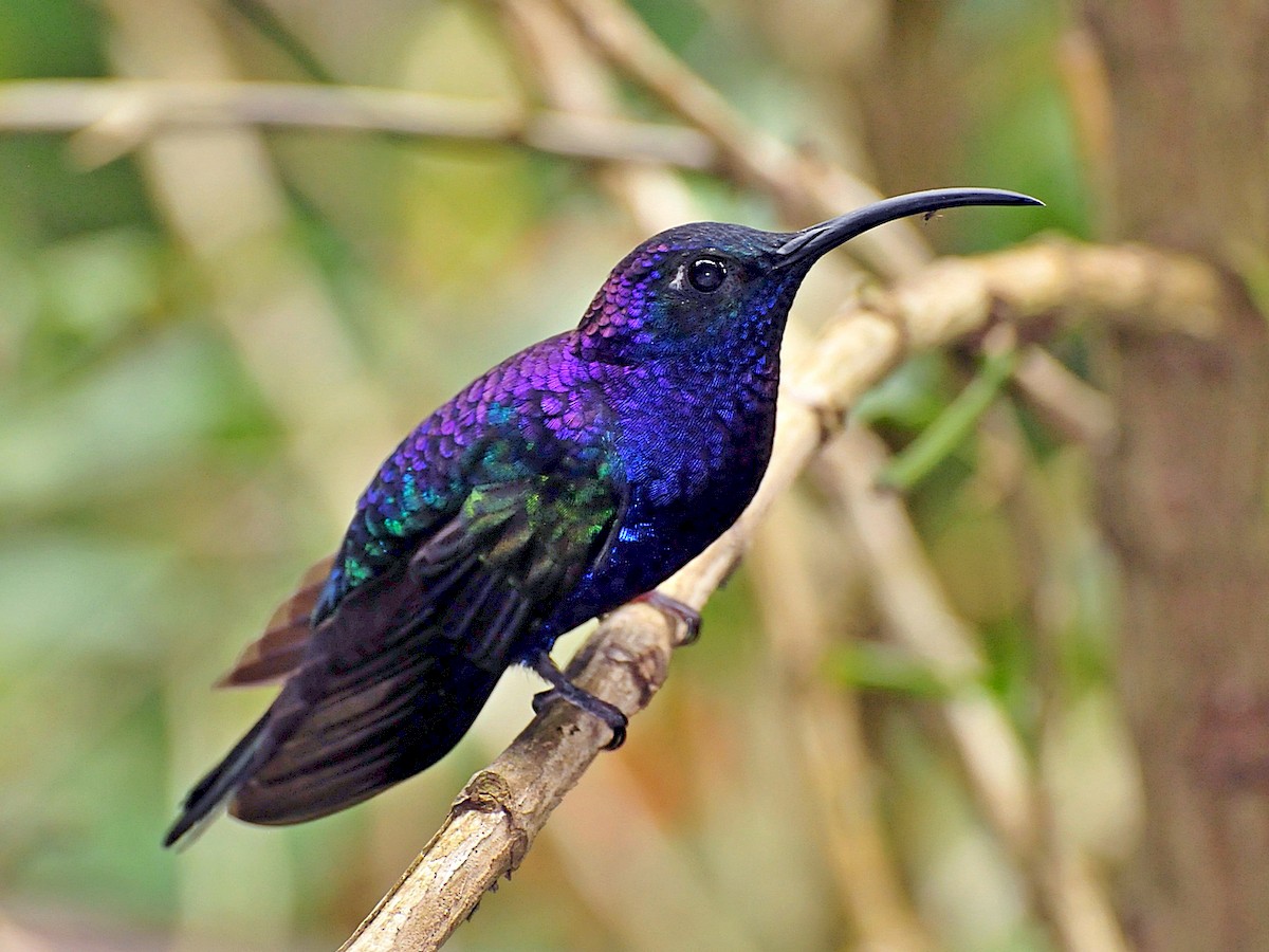 Violet Sabrewing Campylopterus hemileucurus Birds of the World