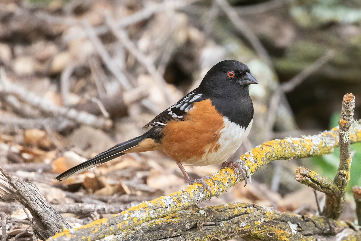 Spotted Towhee - ML425930971