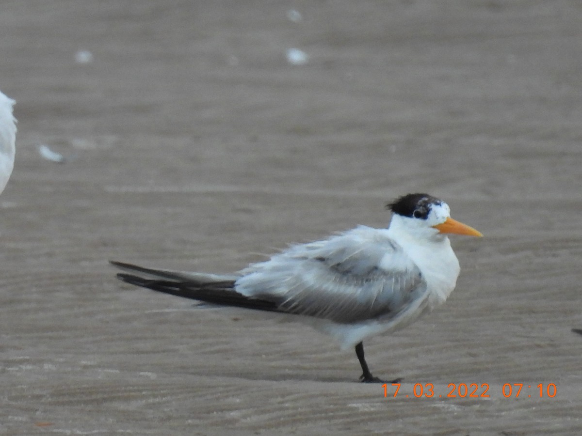 Lesser Crested Tern - ML425932181