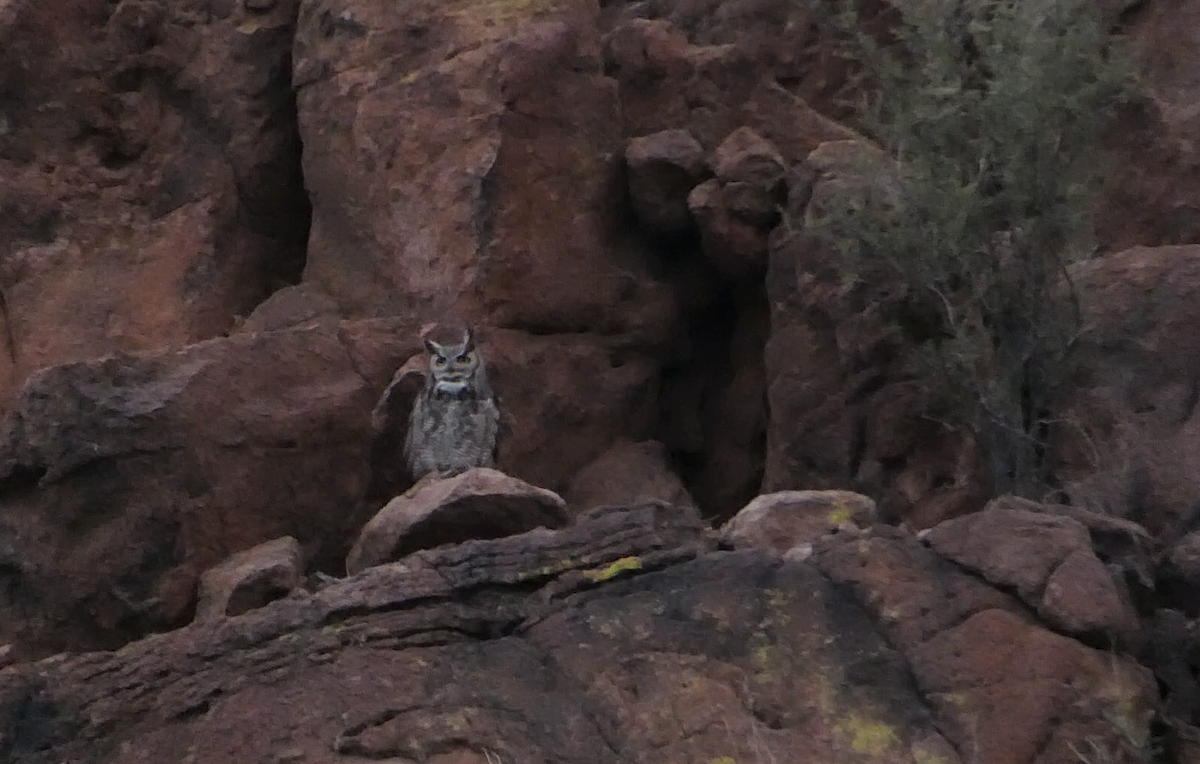 Great Horned Owl - ML425937621
