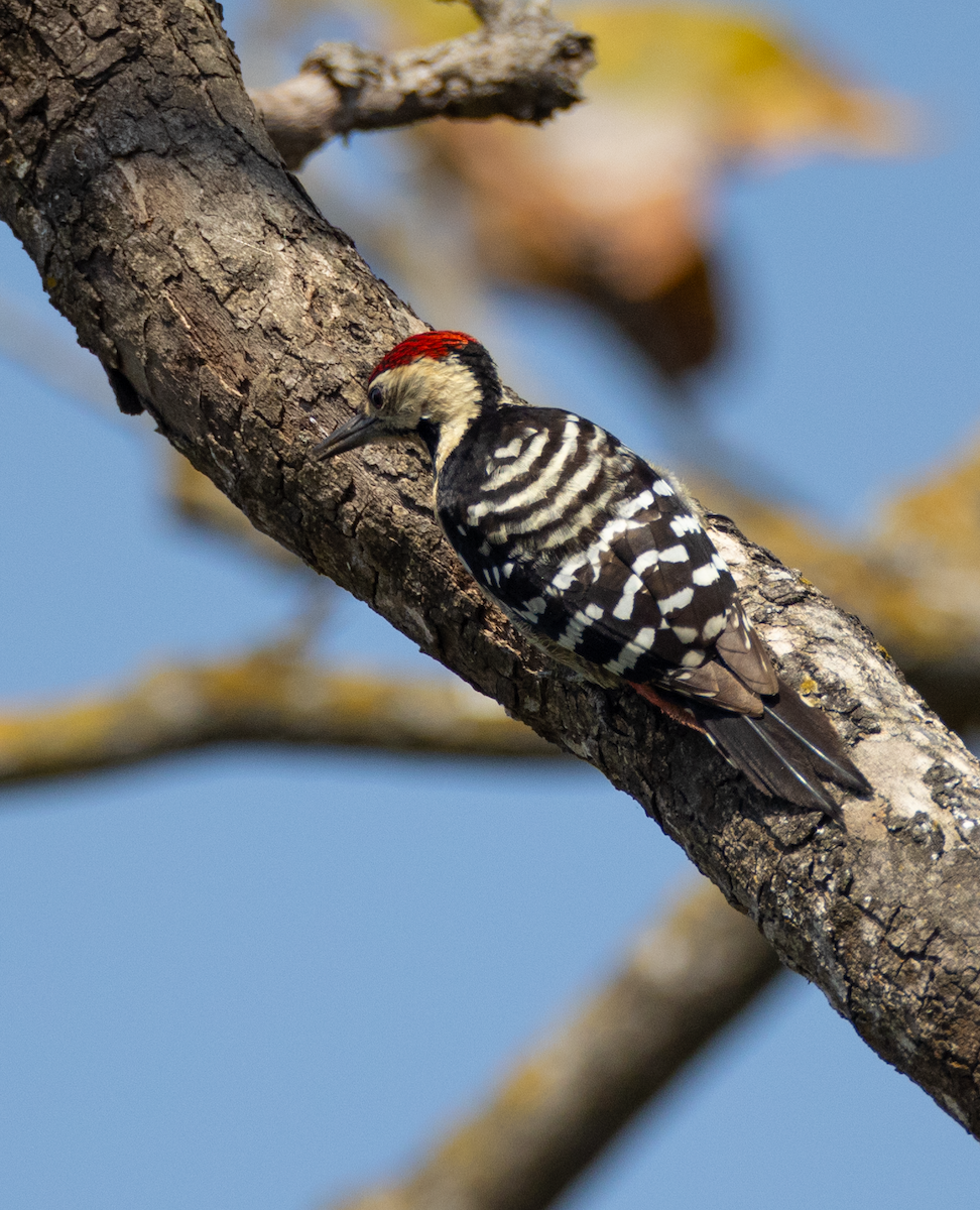 Fulvous-breasted Woodpecker - Varun Sharma