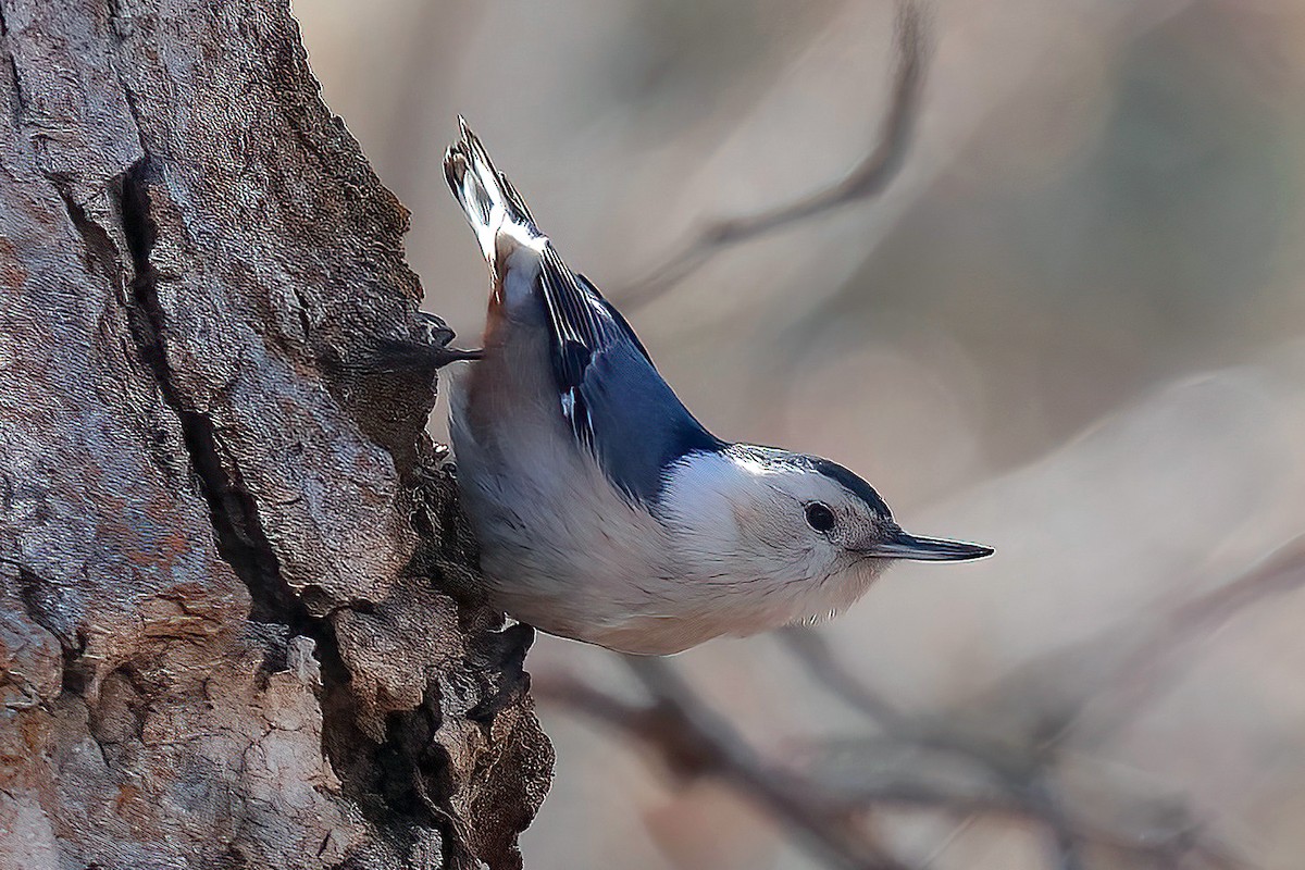 White-breasted Nuthatch - ML425939951