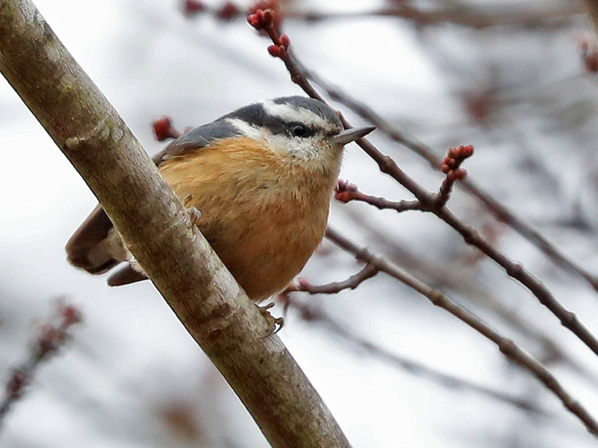 Red-breasted Nuthatch - Jeff Trahan
