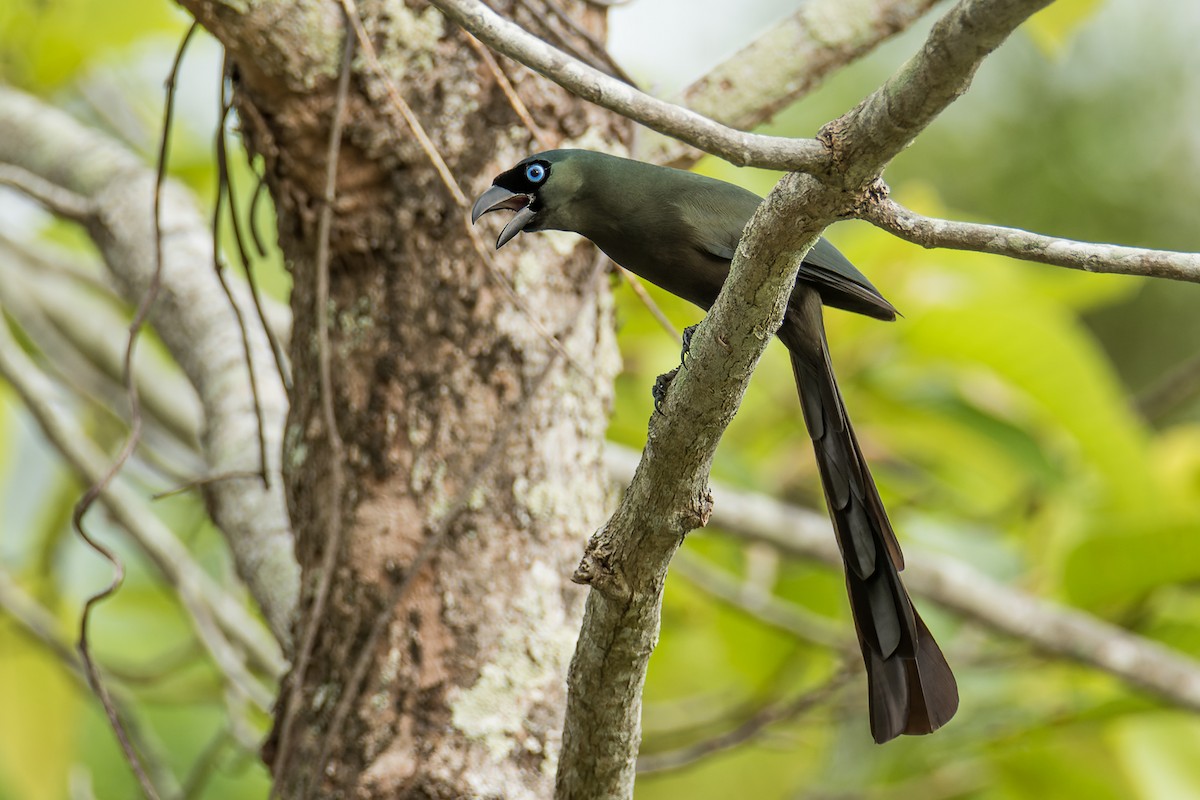 Racket-tailed Treepie - Wich'yanan Limparungpatthanakij