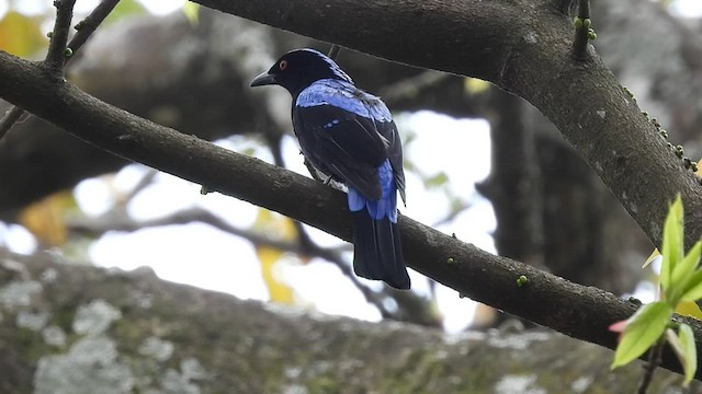 Asian Fairy-bluebird - ML425944841