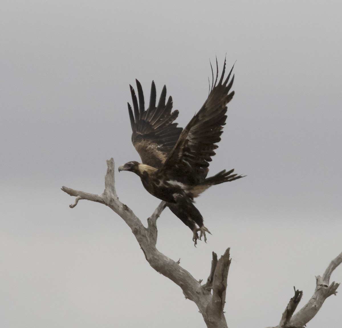 Wedge-tailed Eagle - ML425945891