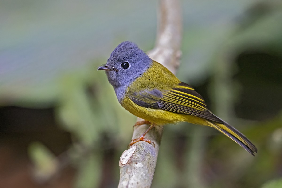 Gray-headed Canary-Flycatcher - ML425947021