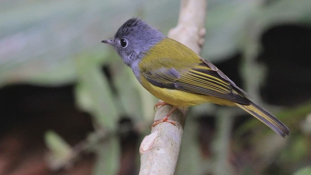Gray-headed Canary-Flycatcher - ML425947411