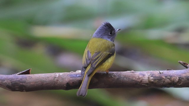 Gray-headed Canary-Flycatcher - ML425947591