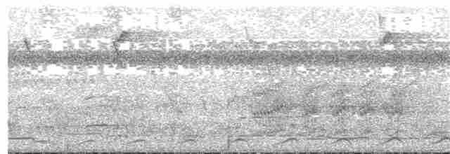 Black-tailed Trogon - ML42594841