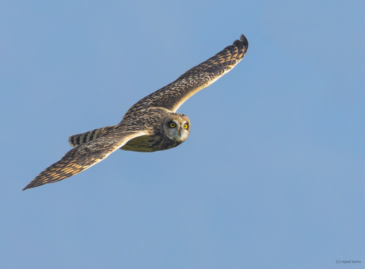 Short-eared Owl - ML425948881
