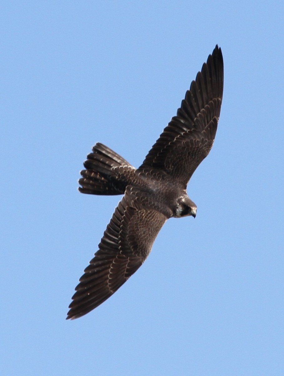 Peregrine Falcon - Don Coons
