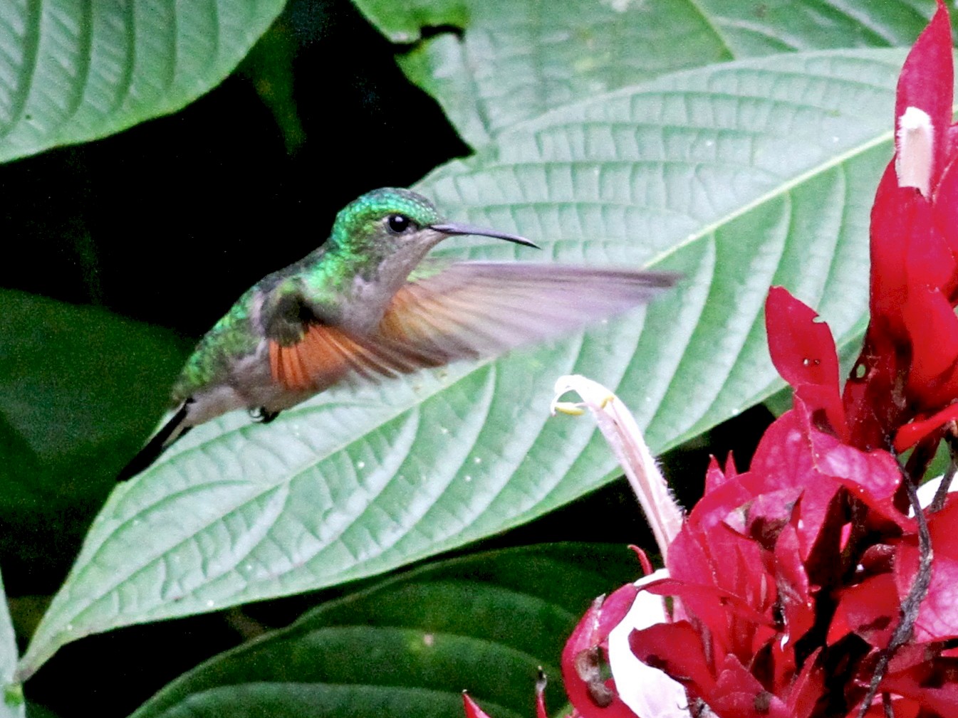 Stripe-tailed Hummingbird - Georges Duriaux