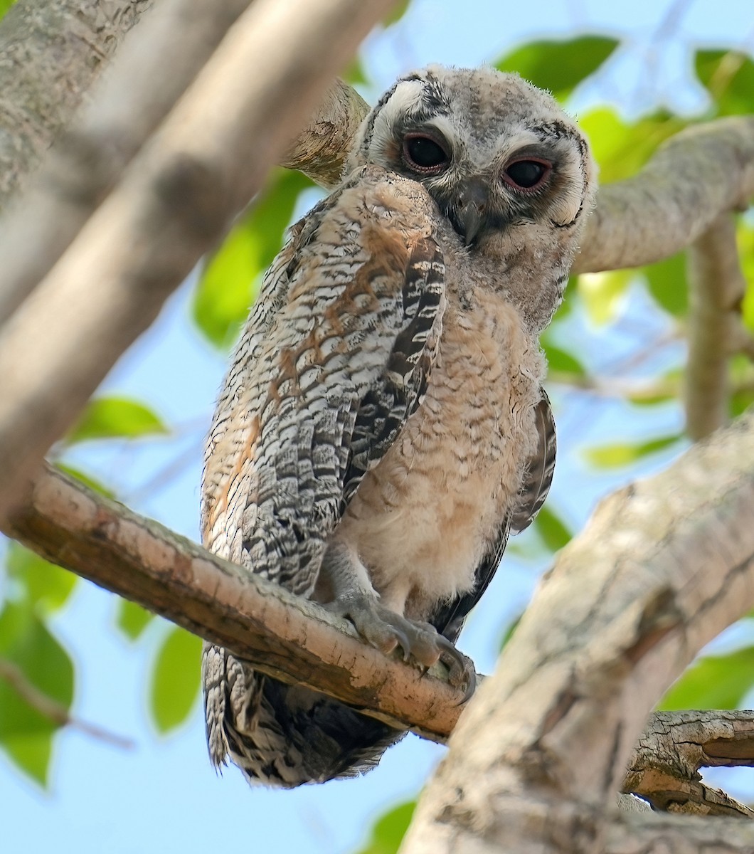 Mottled Wood-Owl - Sudip Simha