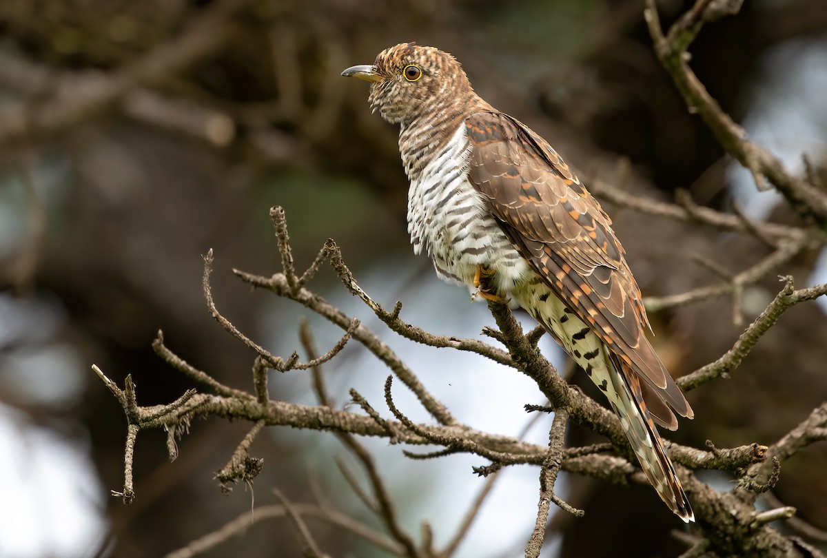 Oriental Cuckoo - David Ongley