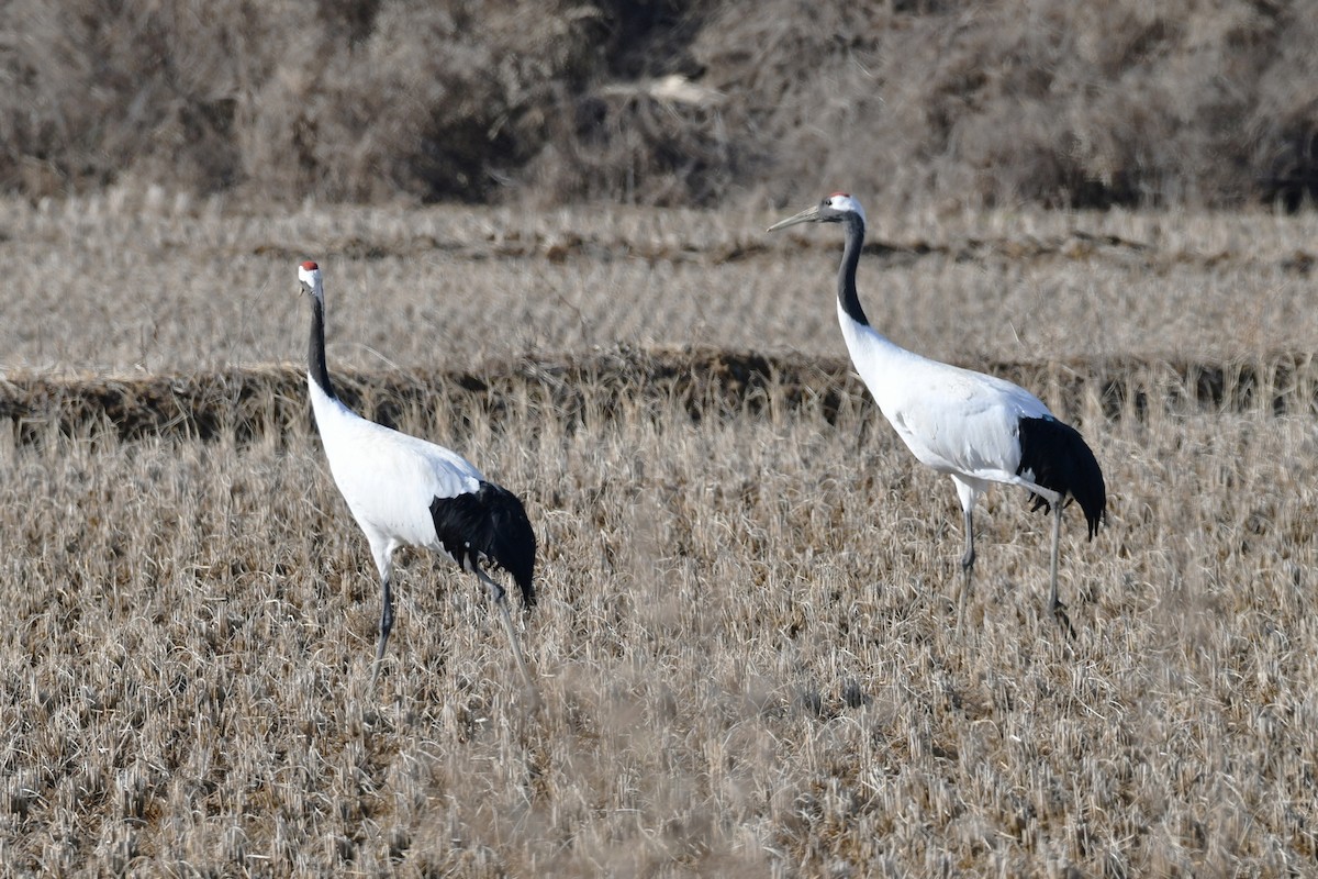 Red-crowned Crane - ML425952601