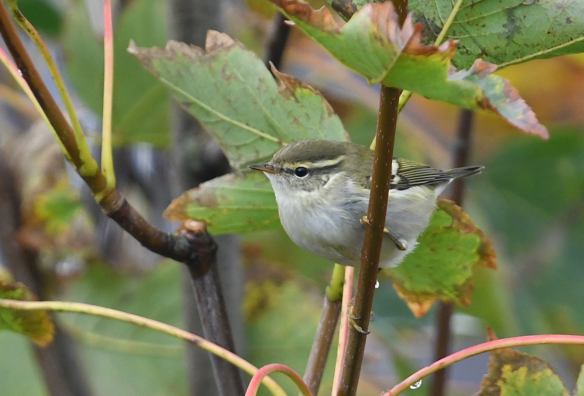 Yellow-browed Warbler - ML425953831