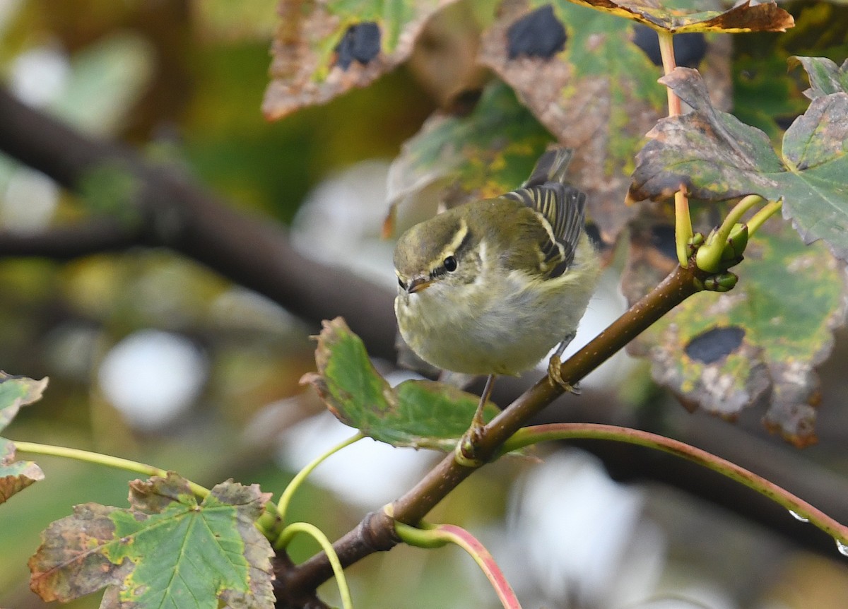 Yellow-browed Warbler - ML425953841