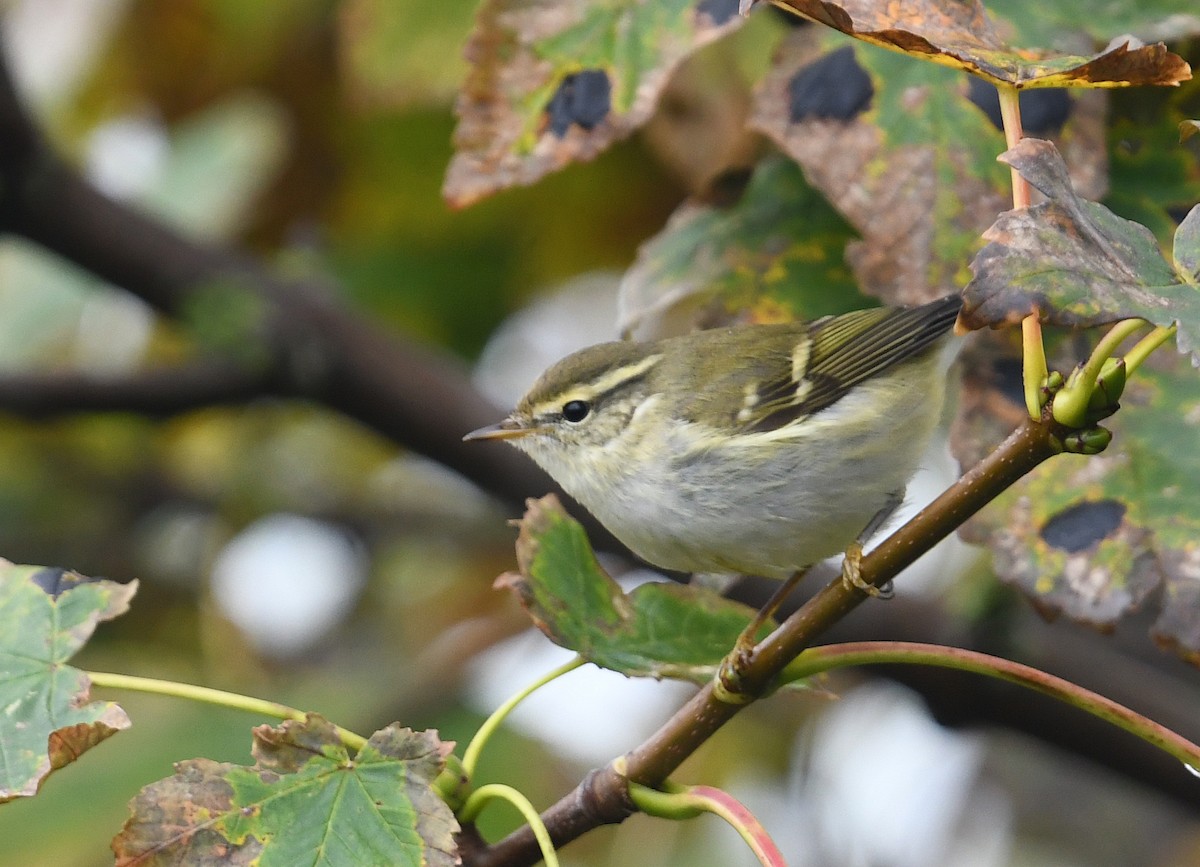 Yellow-browed Warbler - ML425953851