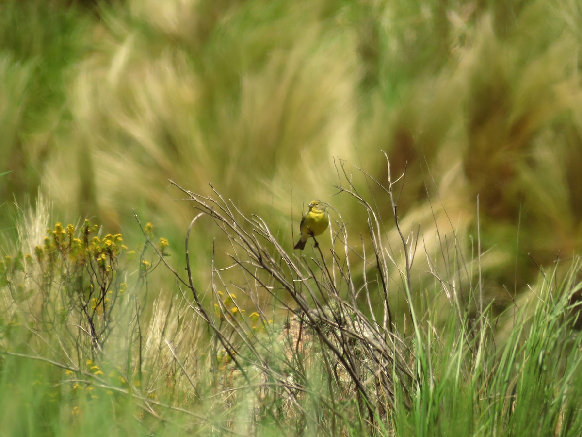 Grassland Yellow-Finch - ML42595751
