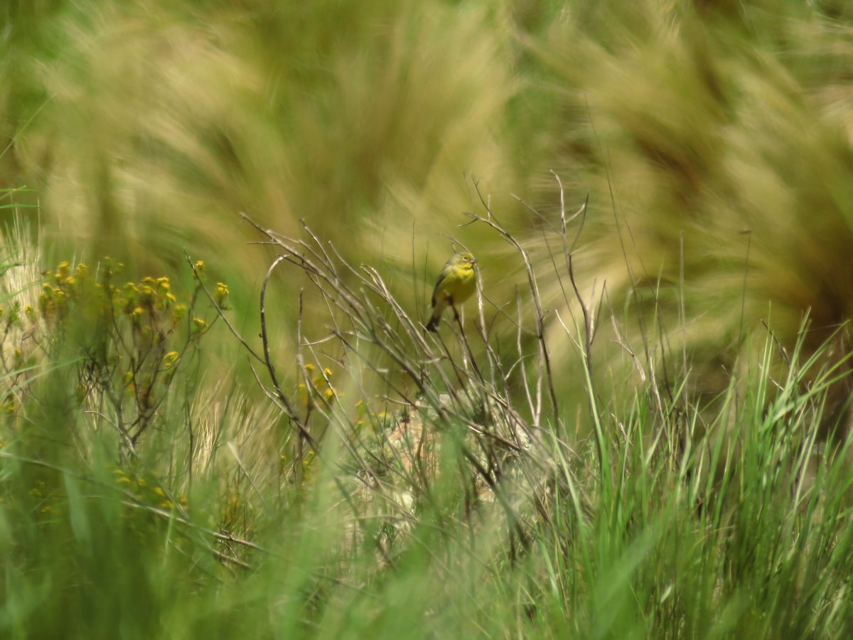 Grassland Yellow-Finch - ML42595801