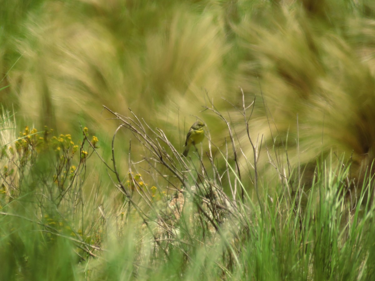 Grassland Yellow-Finch - ML42595831