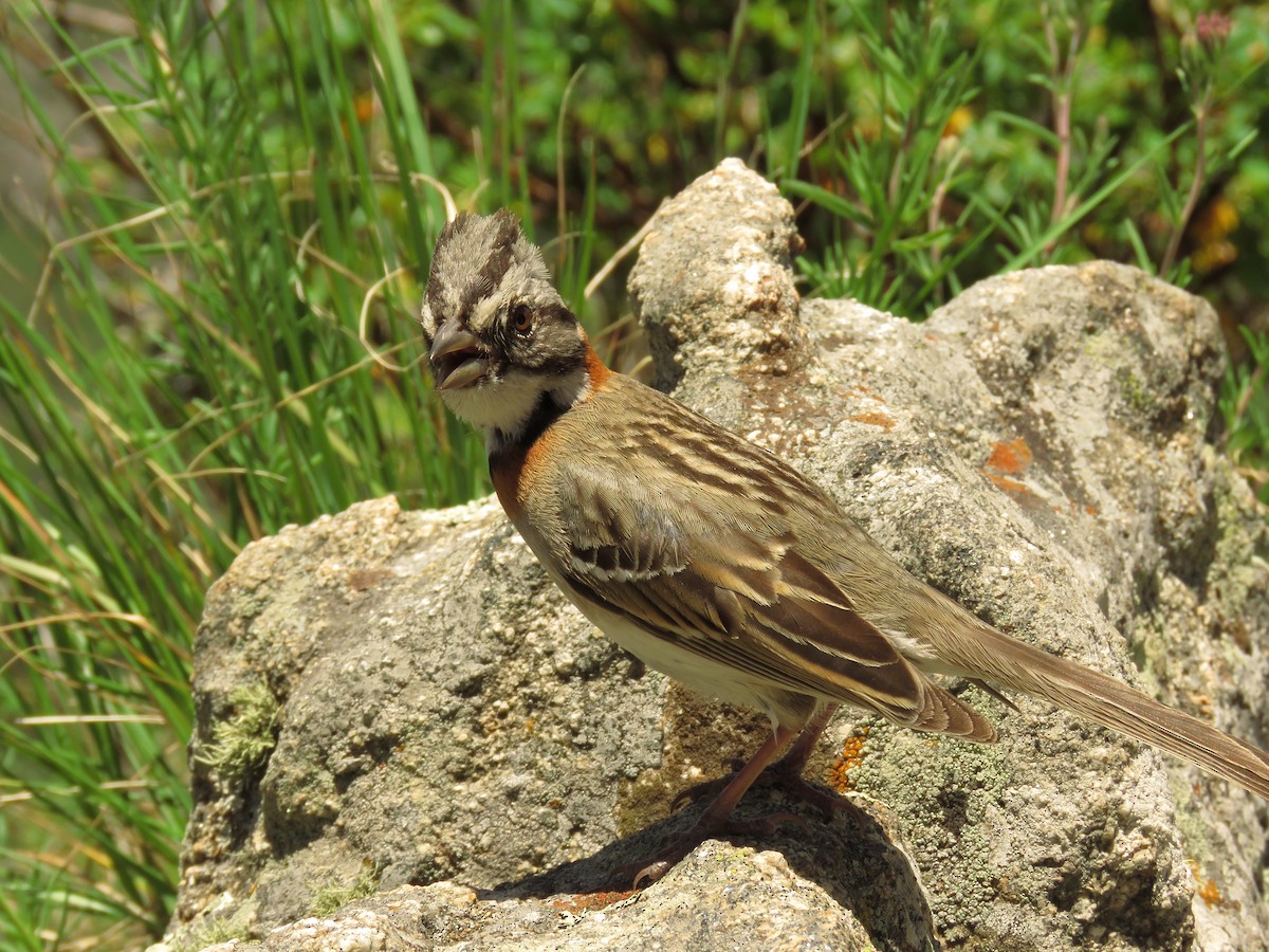 Rufous-collared Sparrow - Teresa Pegan 🦋