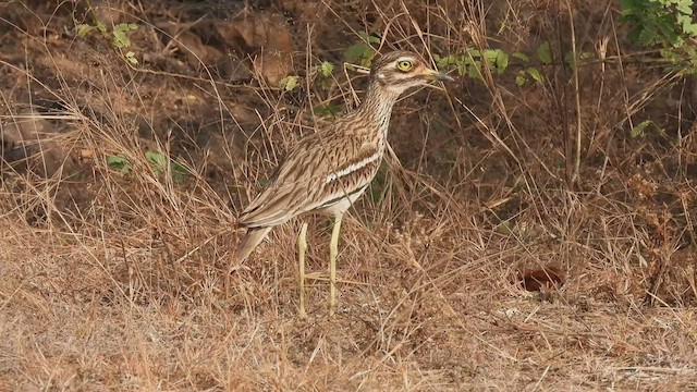 Indian Thick-knee - ML425964441