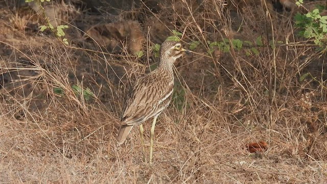 Indian Thick-knee - ML425967391