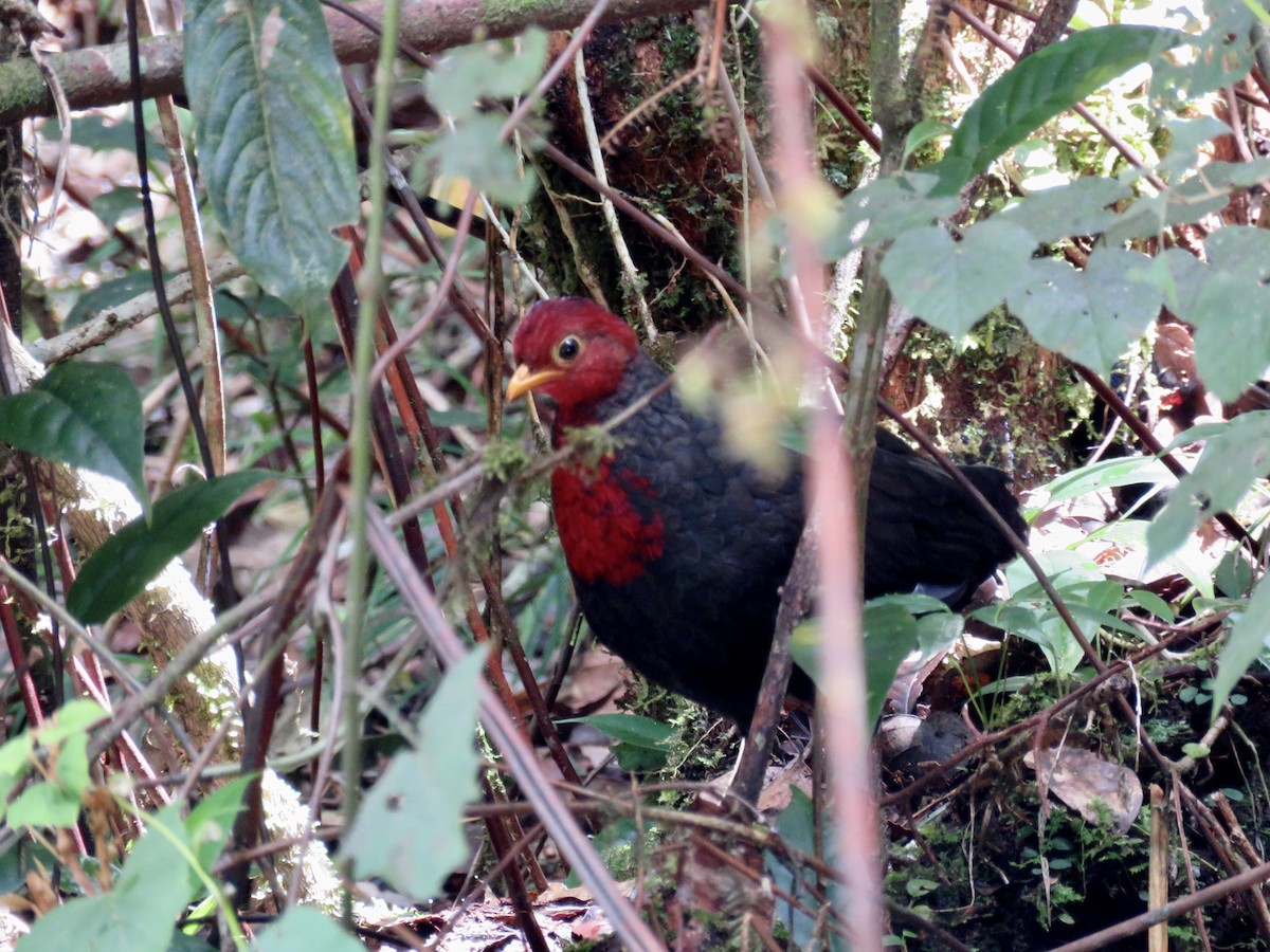 Crimson-headed Partridge - ML425967601