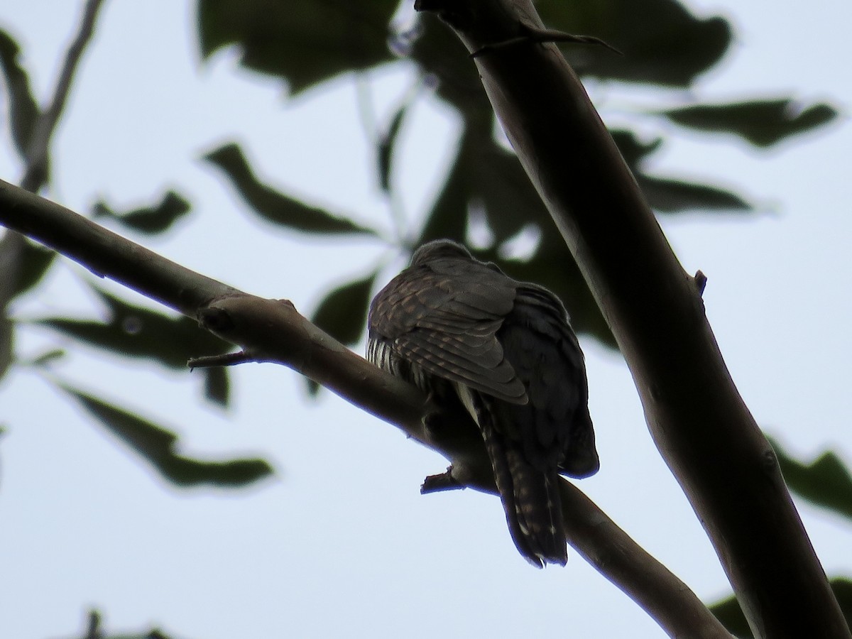 Sunda Cuckoo - GARY DOUGLAS