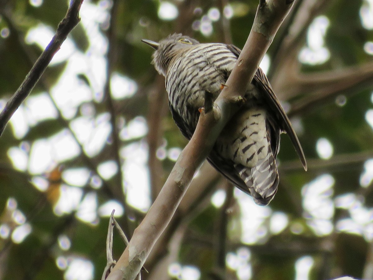 Sunda Cuckoo - GARY DOUGLAS