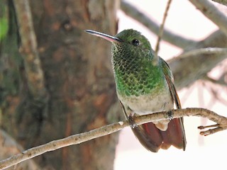 コウゲンエメラルドハチドリ - eBird