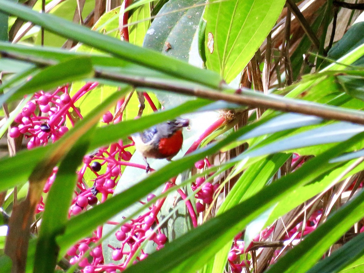 Black-sided Flowerpecker - ML425968511