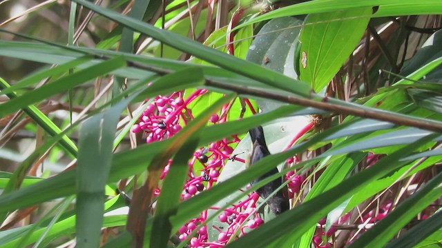 Борнейский цветоед - ML425968521