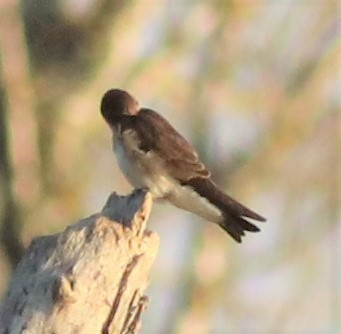 Northern Rough-winged Swallow - susan haney